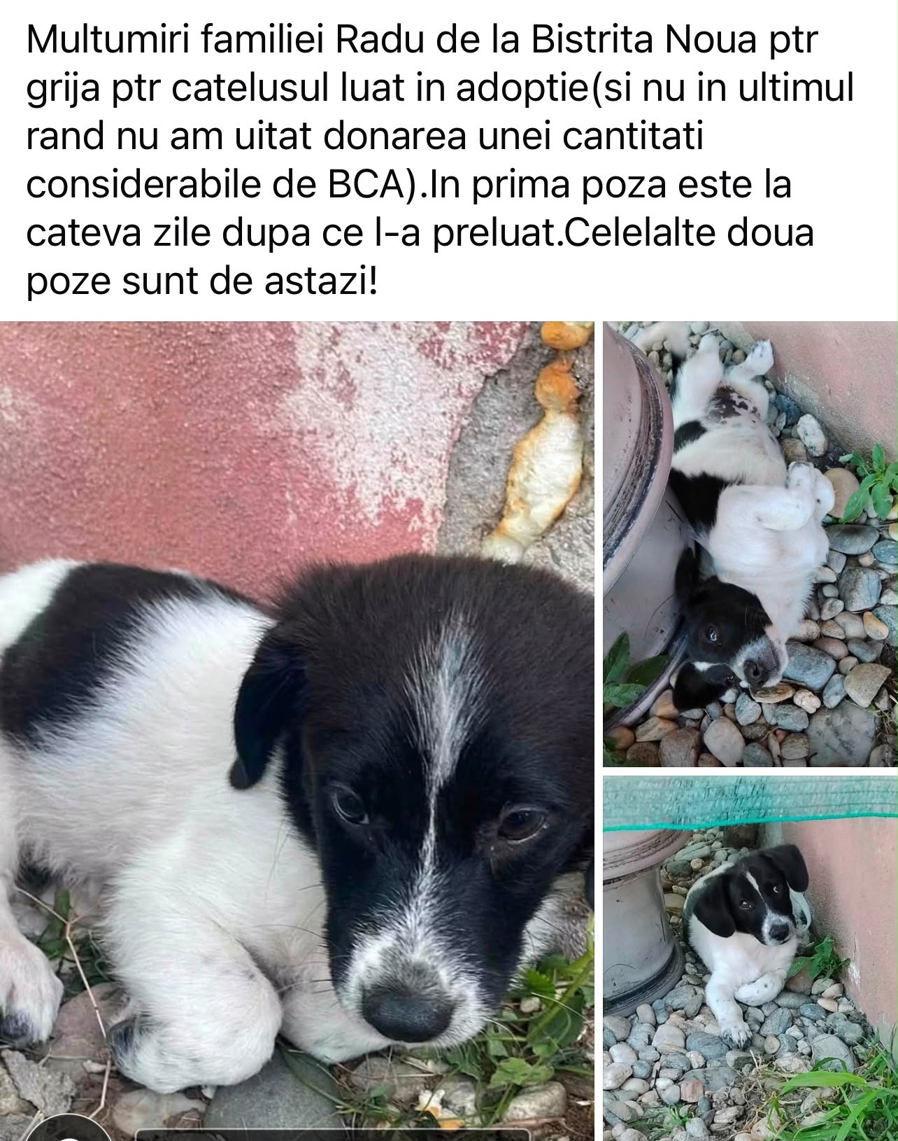 Cățeluș adoptat de familia Radu din Bistrița Nouă